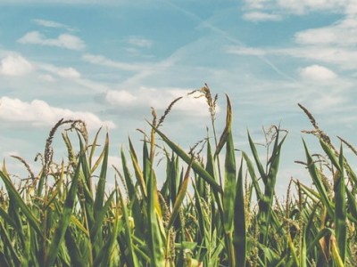 Latest Work: First look at the prototype “Virtual Agronomist” app from iSDA&nbsp;Africa