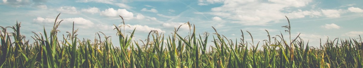 Latest Work: First look at the prototype “Virtual Agronomist” app from iSDA&nbsp;Africa